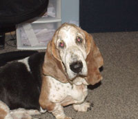 AskHim, a Basset Hound AskHim, a Basset Hound