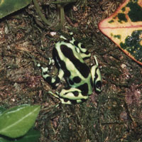 Aurora, a poison arrow frog Aurora, a poison arrow frog