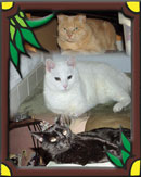 Bianco, Sylvester, and Murdoch in Largo