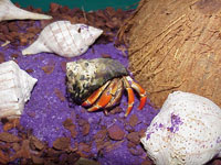 A Hermit crab A Hermit crab