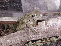 Cuba, a Cuban tree frog Cuba, a Cuban tree frog