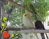 Cockatiels and Parakeets in Clearwater