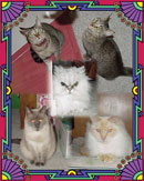 Dooney, Purrcey, Taz, Roxie, and Remmy in Largo