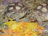 Dopey and Sleepy, Sulcata tortoises Dopey and Sleepy, Sulcata tortoises