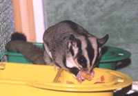 Falcor, a sugar glider Falcor, a sugar glider