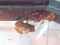 Tree frogs Tree frogs
