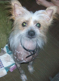 GatorBait, a Chinese Crested dog GatorBait, a Chinese Crested dog