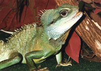 Gedorah, a Chinese Water Dragon Gedorah, a Chinese Water Dragon