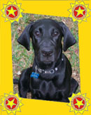 Gordie in Pinellas Park