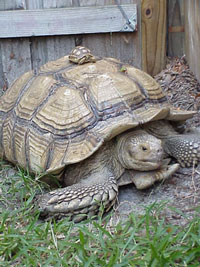 Hank and Sleepy, Sulcata tortoises Hank and Sleepy, Sulcata tortoises