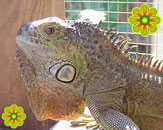 Hector in Seminole