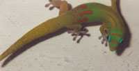 Ixion, a day gecko Ixion, a day gecko