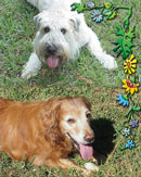 Jazz and Angus in Seminole