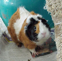 Jolie, a Guinea Pig Jolie, a Guinea Pig