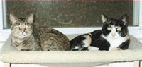 Kora and Hades, cats Kora and Hades, cats