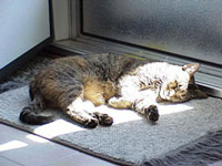 Kora, a cat Kora, a cat