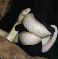 Ladon, a California King Snake Ladon, a California King Snake