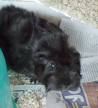 Lala, a Guinea Pig Lala, a Guinea Pig