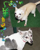 Precious and Weasle in Pinellas Park