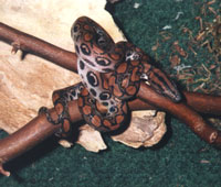 Lycia, a Brazilian Rainbow Boa Lycia, a Brazilian Rainbow Boa