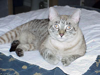 Malee, a Bengal cat Malee, a Bengal cat