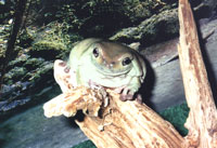 Myrrha, a Whites tree frog Myrrha, a Whites tree frog