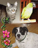 Nikki, Lynx, Sonny, and Fish in Pinellas Park