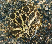 Numina, a Pacman frog Numina, a Pacman frog