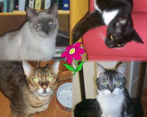 Oliver, Sabrina, Taz, and CJ in Seminole