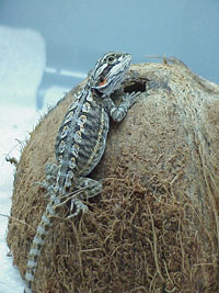 Raptor, a bearded dragon Raptor, a bearded dragon