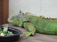 Rico, an iguana Rico, an iguana