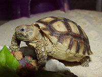 Fluffy, a Sulcata tortoise Fluffy, a Sulcata tortoise