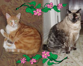 Tiger and Miss Daisy in Seminole