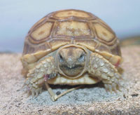 Tina, a Sulcata tortoise Tina, a Sulcata tortoise