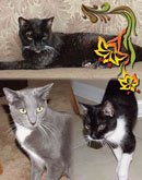 Midnight, Neptune, Princess in Seminole