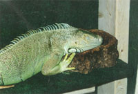 Zues, an iguana Zues, an iguana